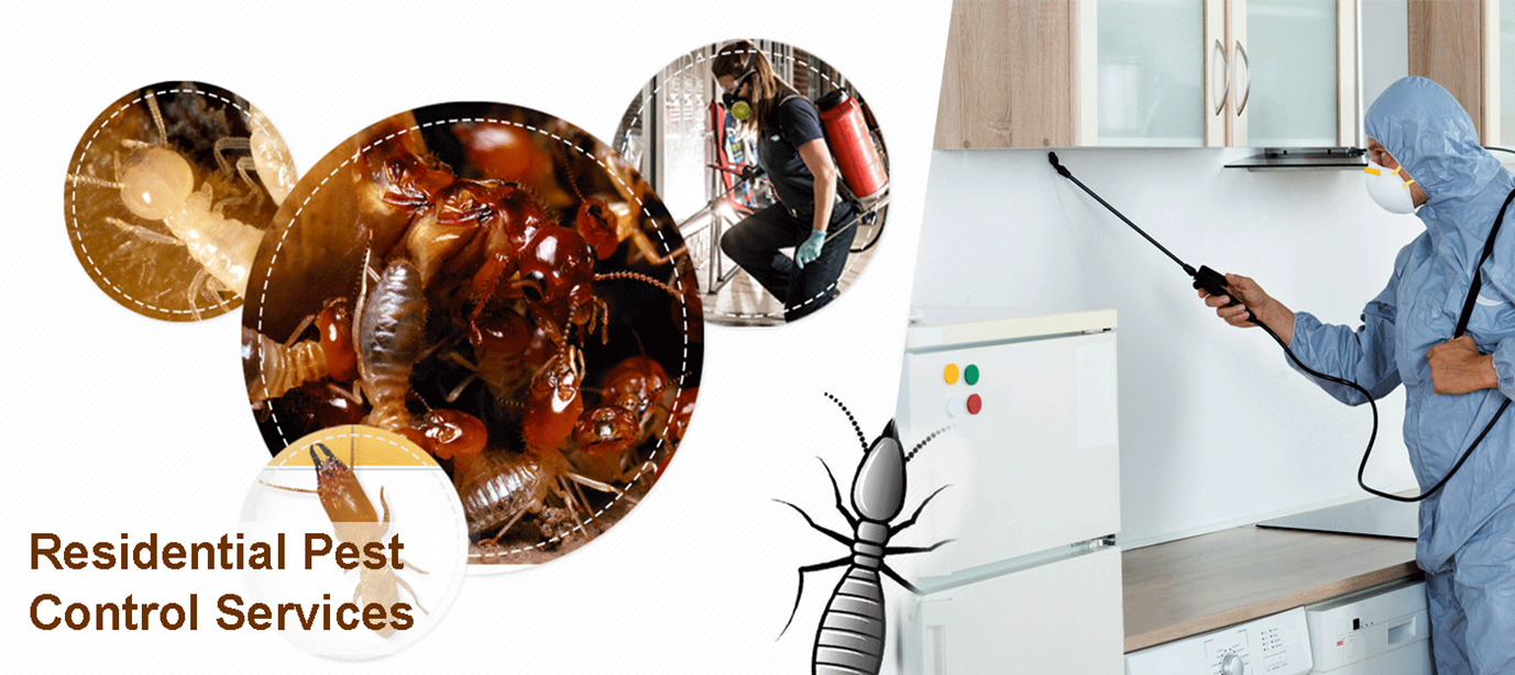 termite treatment